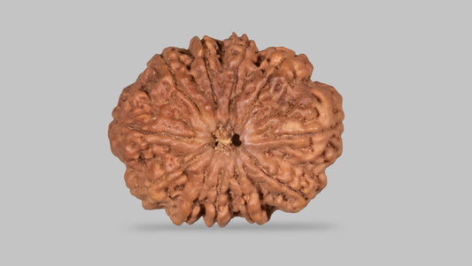 11 MUKHI RUDRAKSHA (28.07 mm)