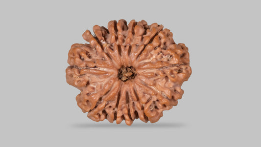 11 MUKHI RUDRAKSHA (27.15 mm)