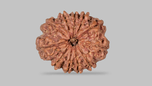 11 MUKHI RUDRAKSHA (27.35 mm)