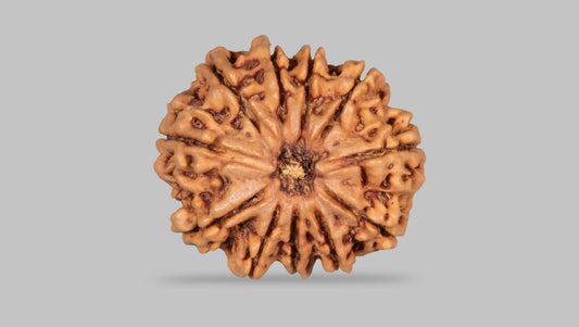 11 MUKHI RUDRAKSHA (28.10 mm)