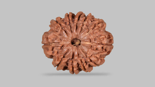 11 MUKHI RUDRAKSHA (28.10 mm)