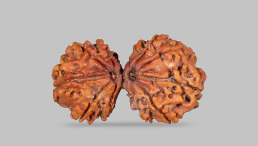 11 MUKHI GAURI SHANKAR RUDRAKSHA (34.04 mm)