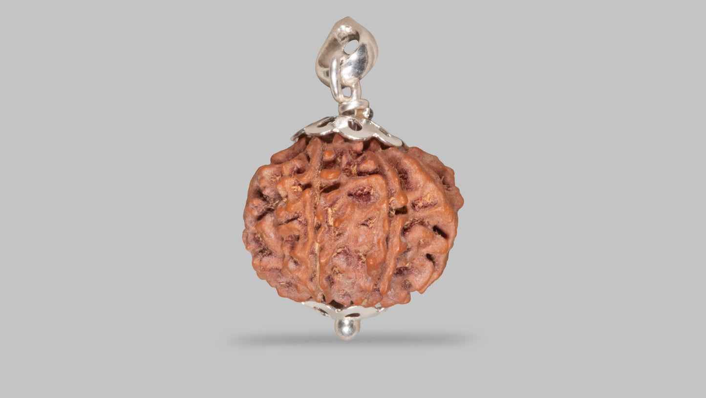 8 MUKHI RUDRAKSHA (17.61 mm)