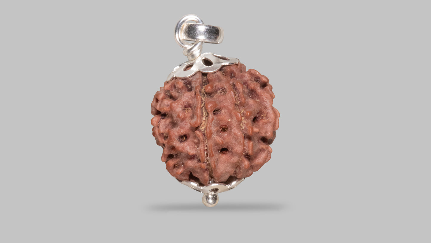 8 MUKHI RUDRAKSHA (19.51 mm)