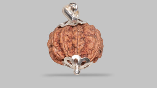 8 MUKHI RUDRAKSHA (21.07 mm)