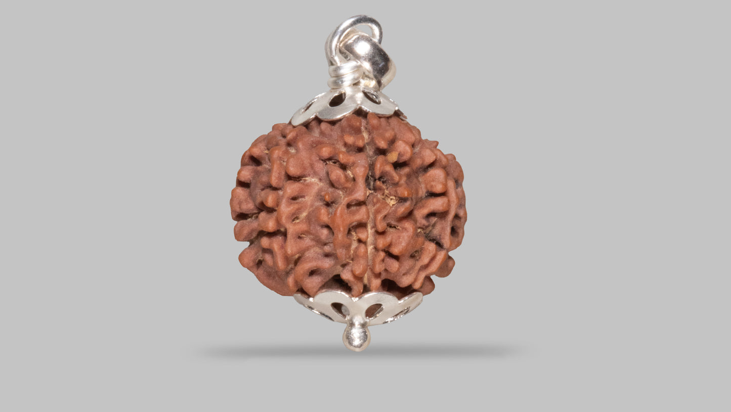 8 MUKHI RUDRAKSHA (20.90 mm)