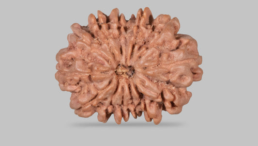 13 MUKHI RUDRAKSHA (27.62 mm)