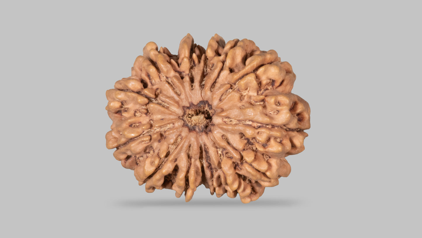 14 MUKHI RUDRAKSHA (32.71 mm)
