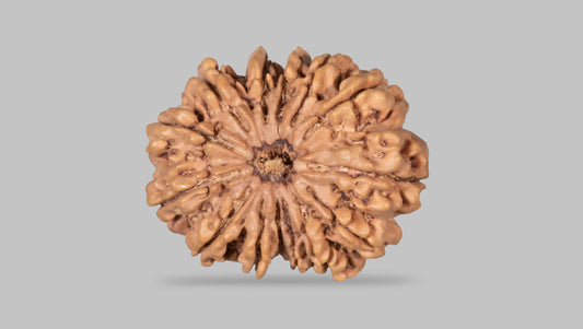 14 MUKHI RUDRAKSHA (32.71 mm)