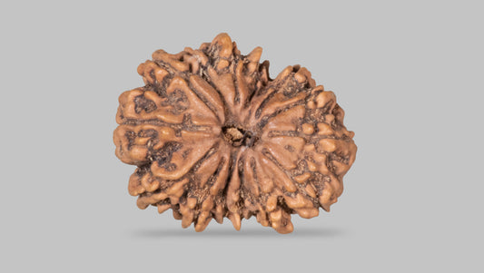 14 MUKHI RUDRAKSHA (30.72 mm)
