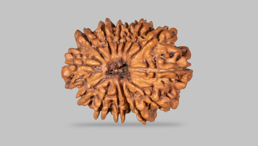 14 MUKHI RUDRAKSHA (31.52 mm)