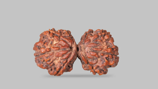9 MUKHI RUDRAKSHA (34.60 mm)