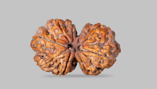9 MUKHI RUDRAKSHA (32.80 mm)