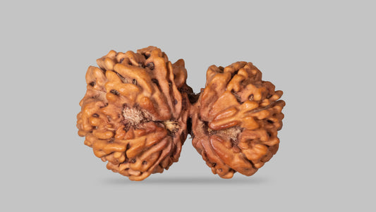 9 MUKHI RUDRAKSHA (35.49 mm)