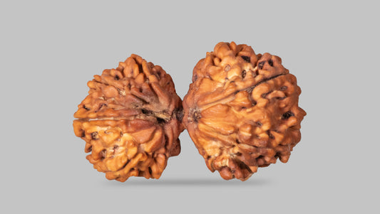 9 MUKHI RUDRAKSHA (34.40 mm)