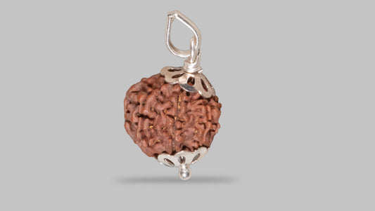 8 MUKHI RUDRAKSHA (19.51 mm)