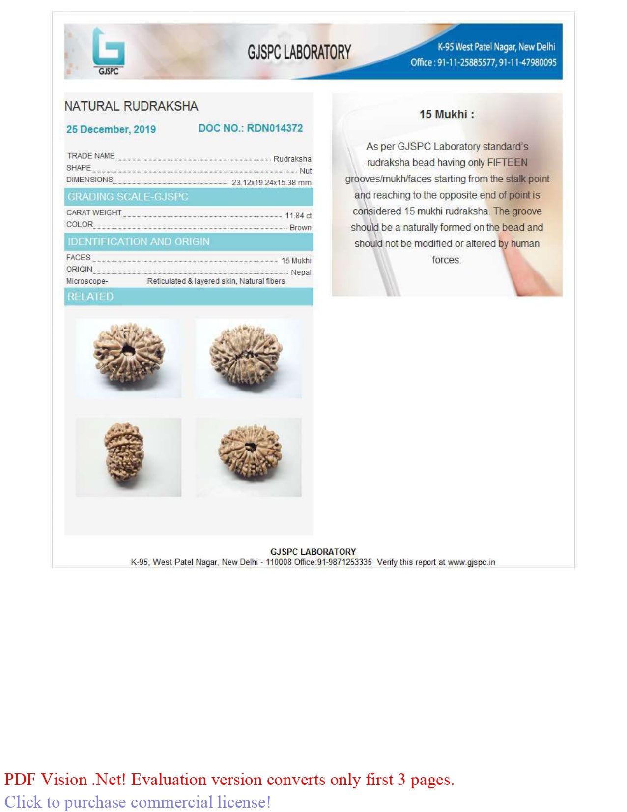 15 MUKHI RUDRAKSHA (23.12 mm)