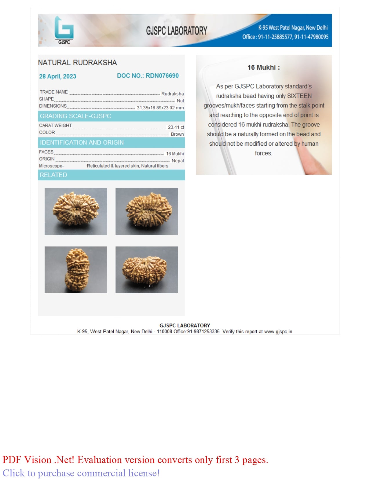16 MUKHI RUDRAKSHA (31.35  mm)