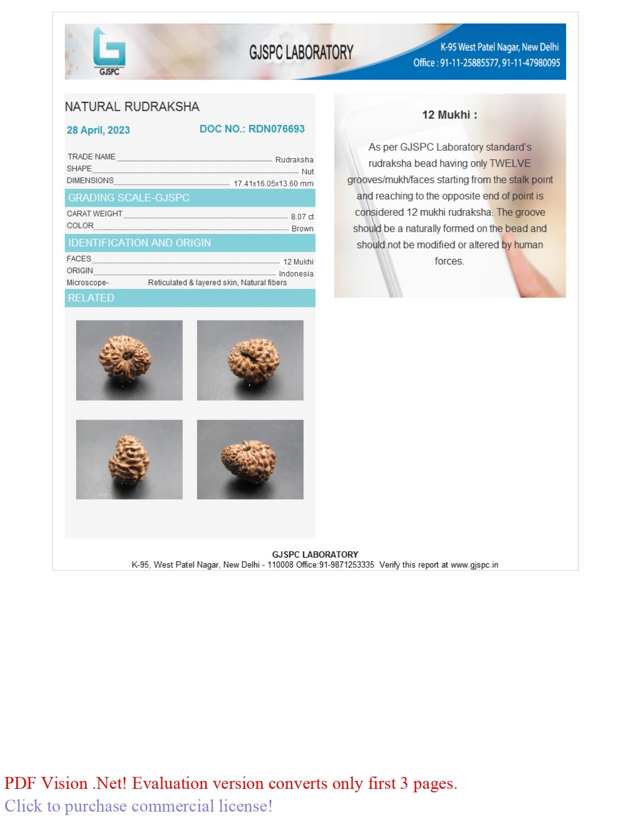 12 MUKHI RUDRAKSHA (17.41 mm)