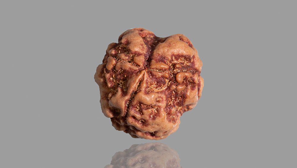 3 MUKHI RUDRAKSHA (17.95 mm)