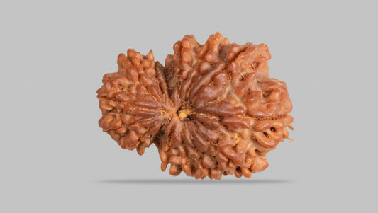 15 MUKHI RUDRAKSHA ( 23.43 mm )