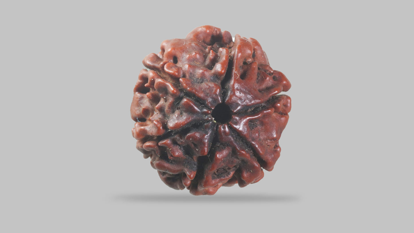 6 MUKHI RUDRAKSHA (21.95 mm)