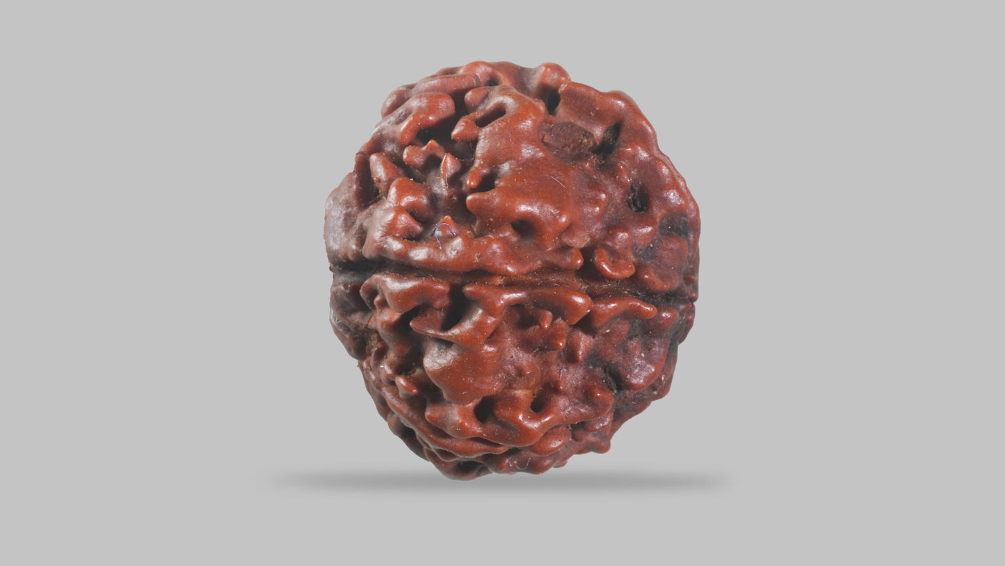 6 MUKHI RUDRAKSHA (21.95 mm)