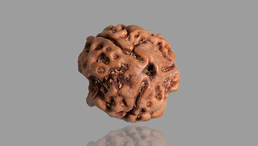 3 MUKHI RUDRAKSHA (18.62 mm)