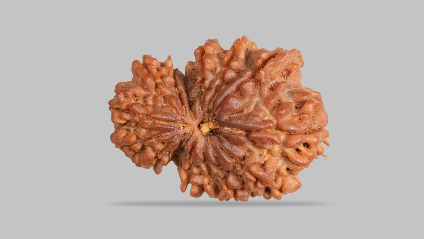 15 MUKHI GAURI SHANKAR RUDRAKSHA ( 23.78 mm )