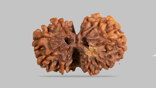 9 MUKHI GAURI-SHANKAR RUDRAKSHA (27.94 mm)