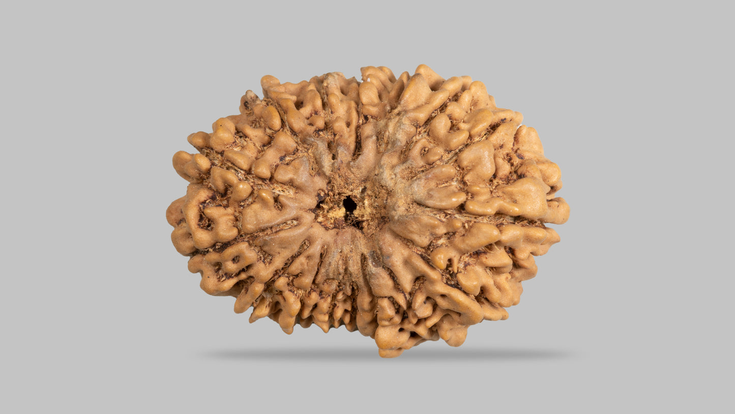 16 MUKHI RUDRAKSHA (31.35  mm)