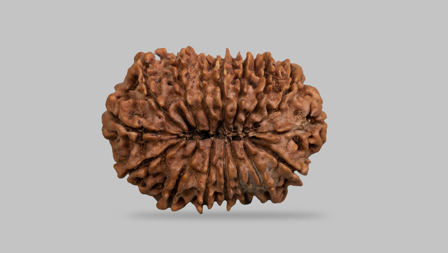 16 MUKHI RUDRAKSHA (25.99 mm)