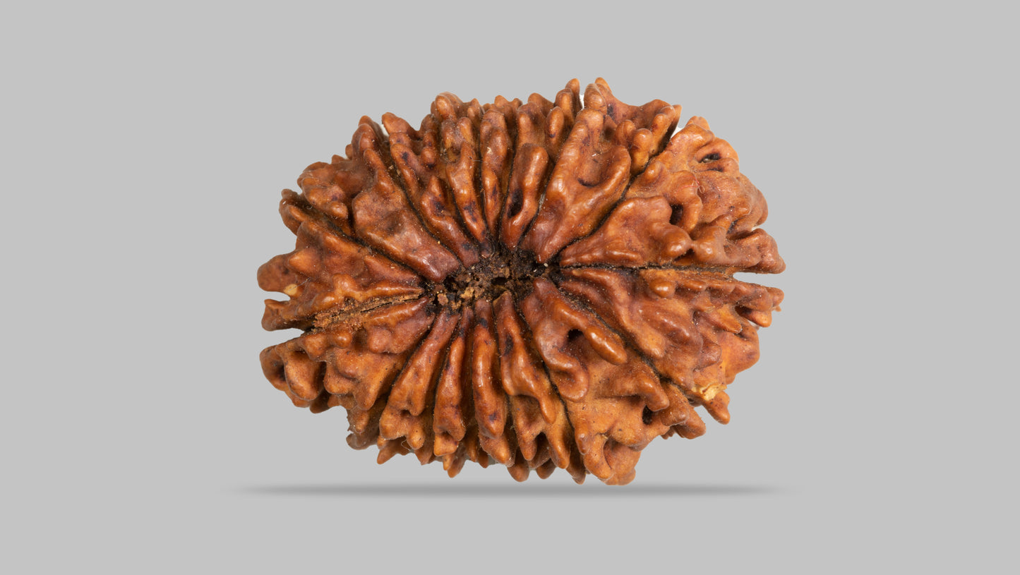 15 MUKHI RUDRAKSHA (29.93 mm )