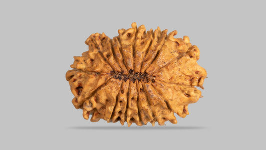 15 MUKHI RUDRAKSHA ( 23.78 mm )