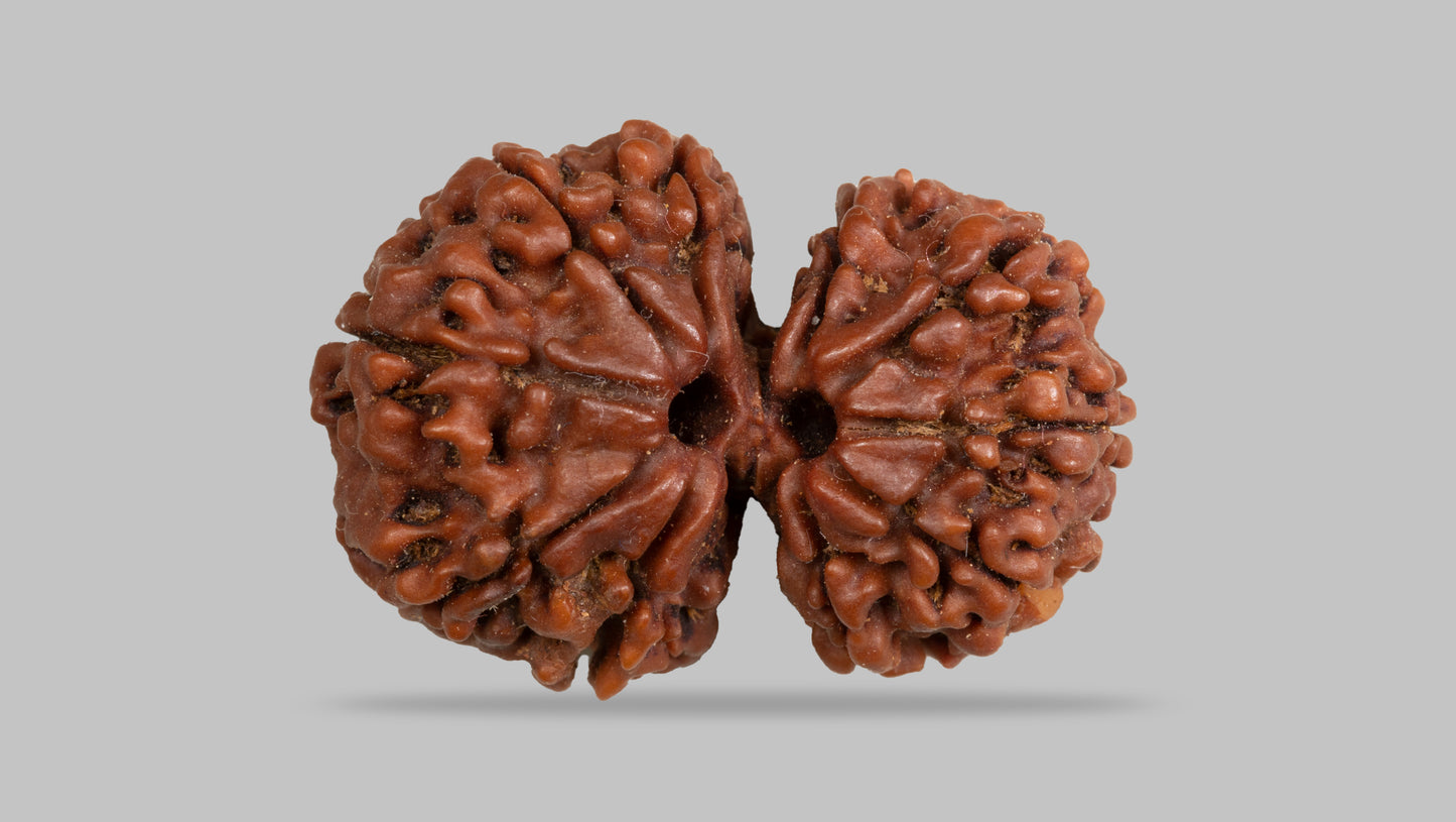 12 MUKHI GAURI SHANKAR RUDRAKSHA (28.38 mm)