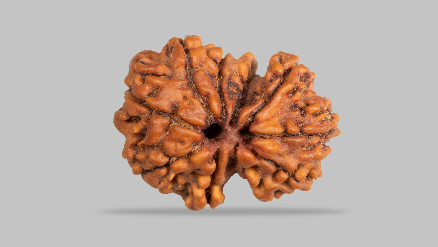 10 MUKHI GAURI SHANKAR RUDRAKSHA (27.42 mm)