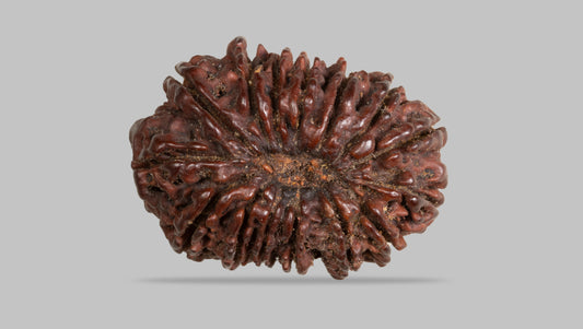 15 MUKHI RUDRAKSHA (32.17 mm )