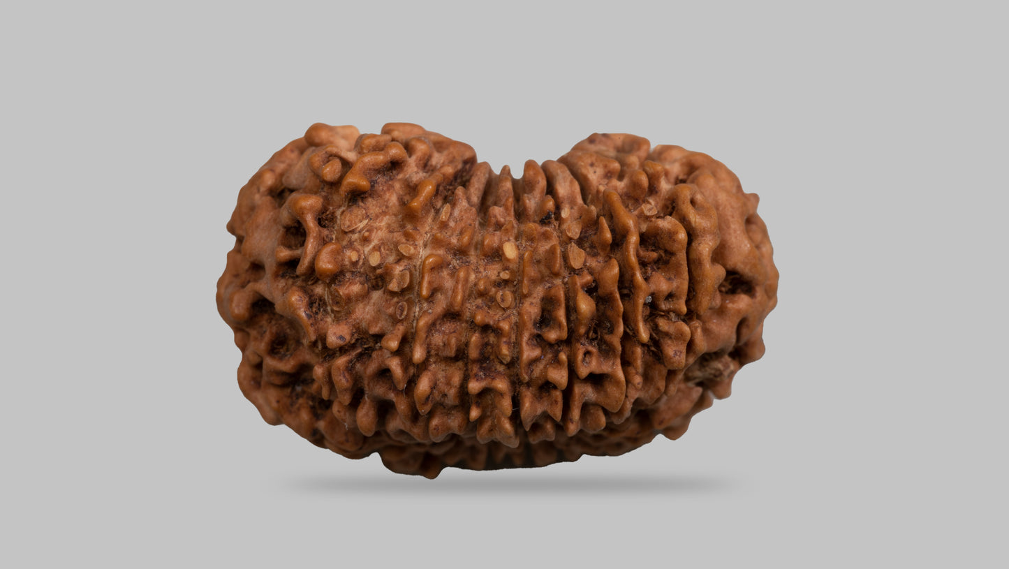 16 MUKHI RUDRAKSHA (25.99 mm)