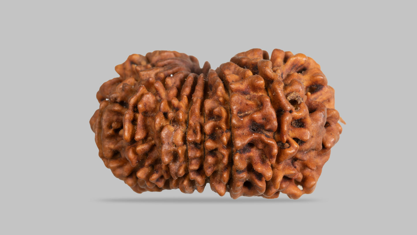 15 MUKHI RUDRAKSHA (29.93 mm )