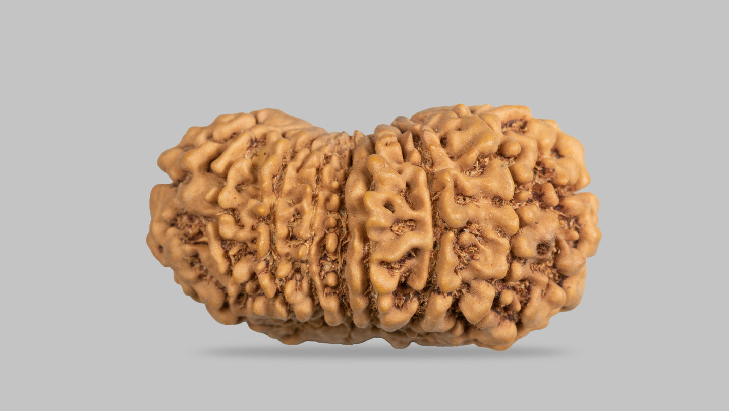 16 MUKHI RUDRAKSHA (31.35  mm)