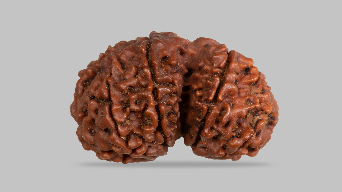 12 MUKHI GAURI SHANKAR RUDRAKSHA (28.38 mm)