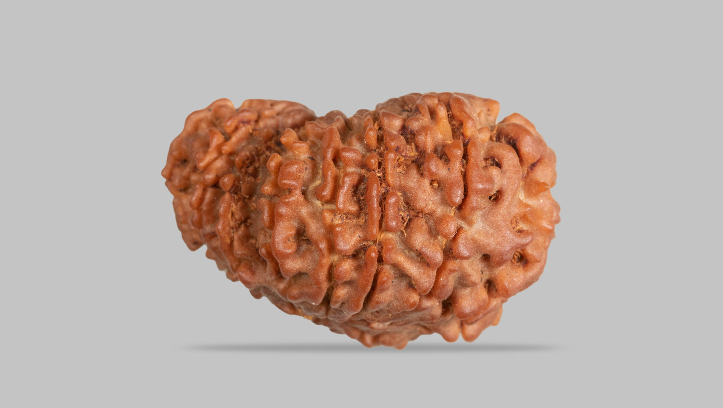 15 MUKHI RUDRAKSHA ( 23.43 mm )
