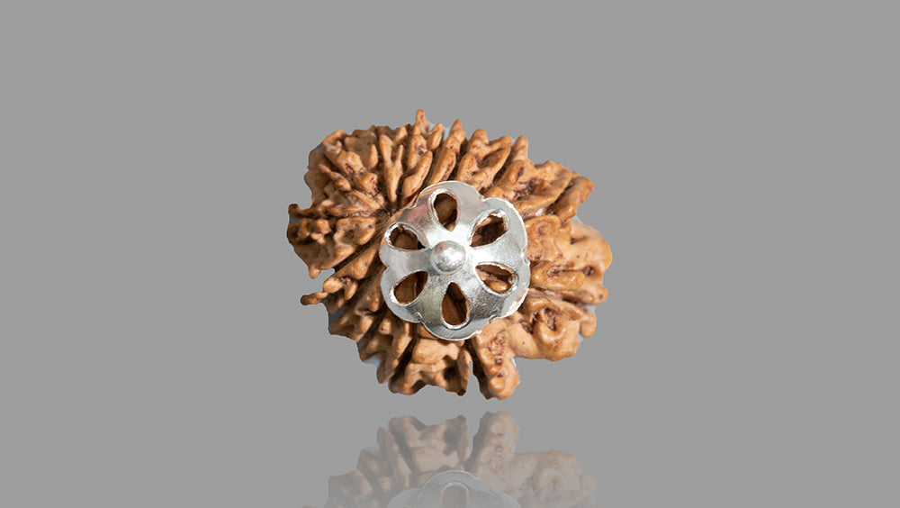 14 MUKHI RUDRAKSHA (21.94 mm)