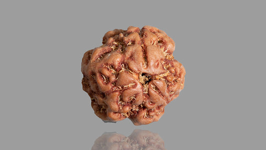 3 MUKHI RUDRAKSHA (17.53 mm)