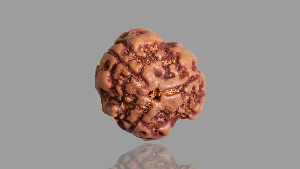 3 MUKHI RUDRAKSHA (17.95 mm)