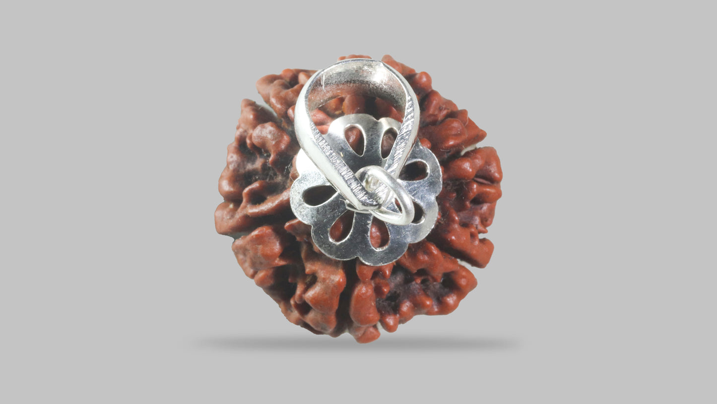 6 MUKHI RUDRAKSHA (21.10 mm)