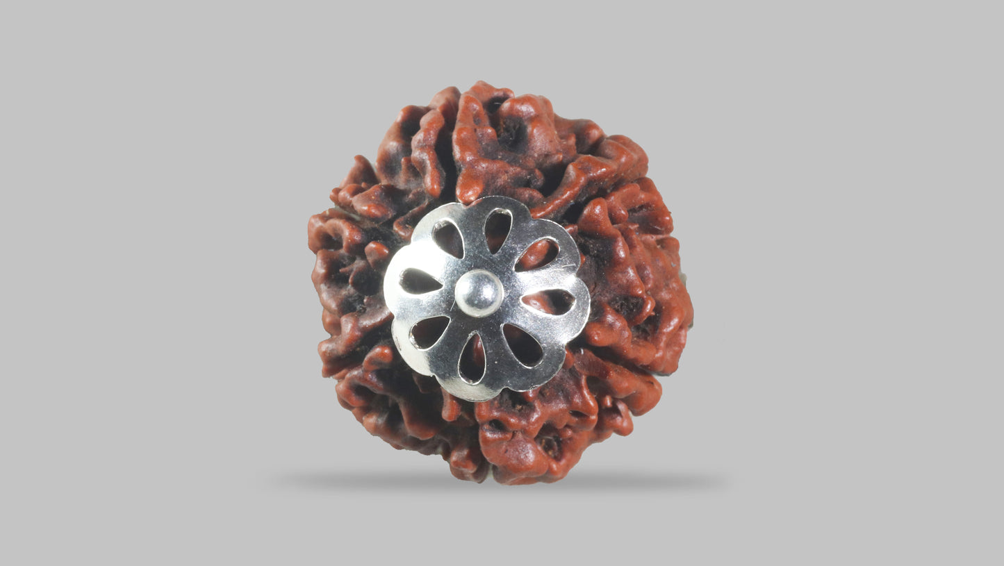 6 MUKHI RUDRAKSHA (21.10 mm)