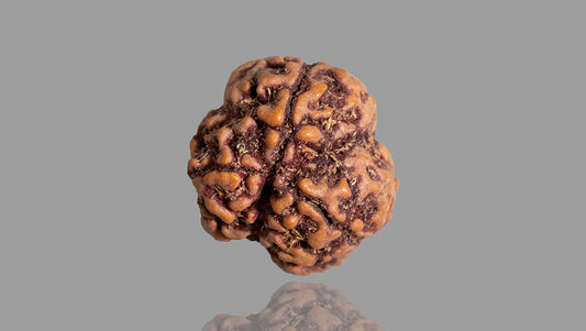 3 MUKHI RUDRAKSHA (18.70 mm)