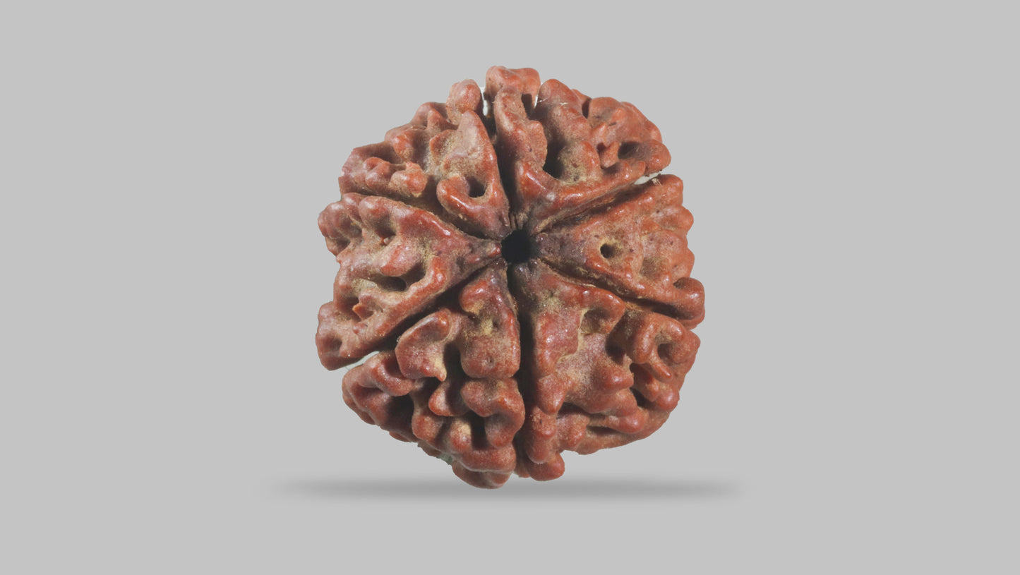 6 MUKHI RUDRAKSHA (19.75 mm)