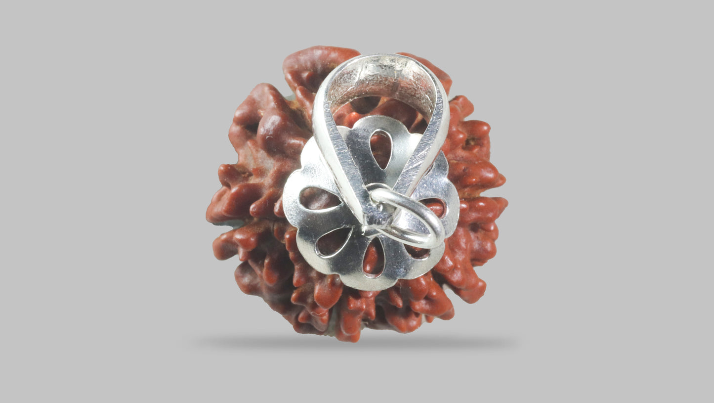 6 MUKHI RUDRAKSHA (18.95 mm)